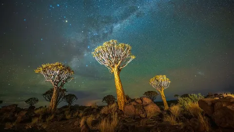 &iexcl;Un nido de tejedores!