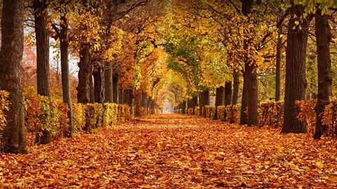 Herbstliche Allee im Schlosspark Sch&ouml;nbrunn