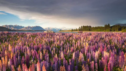 Une prairie de Lupins &agrave; perte de vue