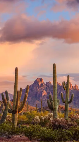 Questa terra &egrave; la vostra terra