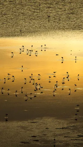湖水、野生动物与奇景