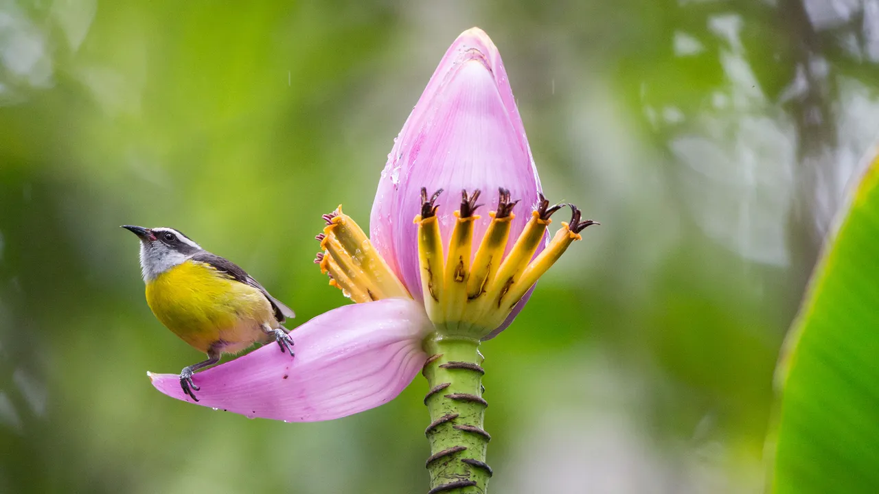 Apressada por natureza