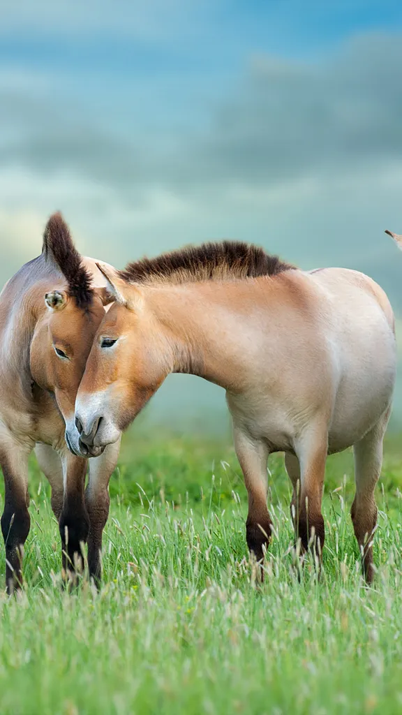 Letzte Spur der Wildheit