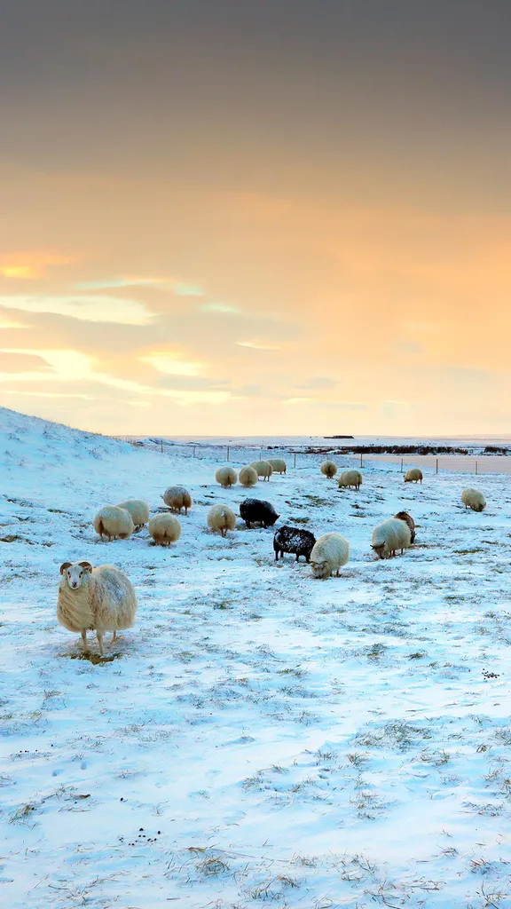 Sheep grazing in snow, Iceland