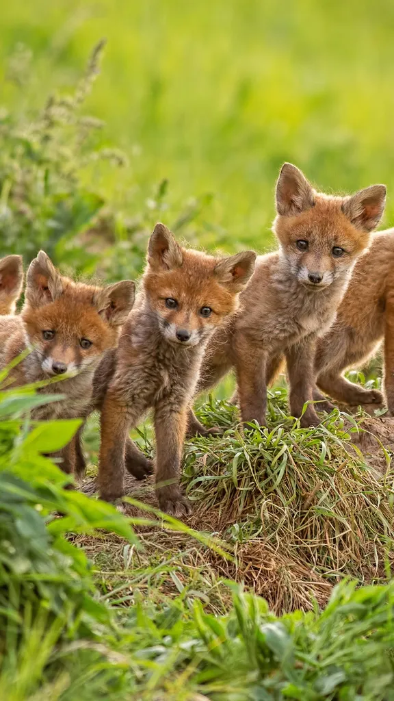 Cora&ccedil;&atilde;o selvagem