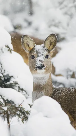 冰天雪地里的小可爱