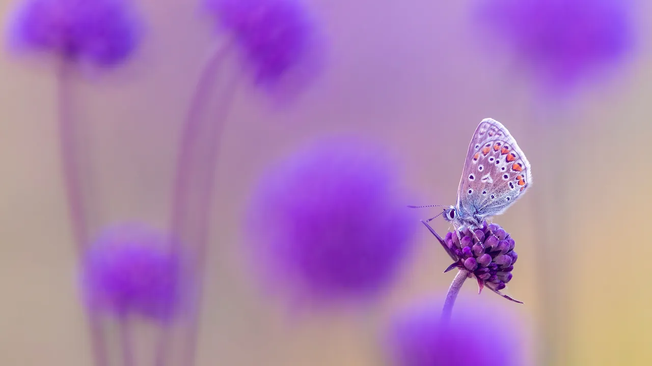 Sky tinted wings