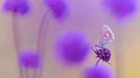 天蓝色的翅膀