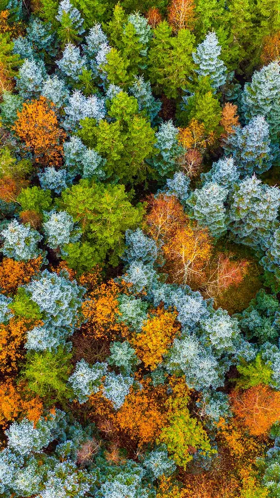 Vor lauter B&auml;umen den Wald nicht mehr sehen?