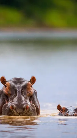 Hippo-hourra pour la Journ&eacute;e de l'hippopotame !