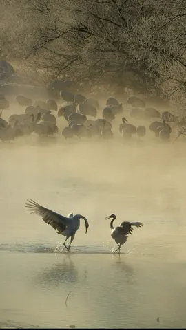 L'amour est un oiseau rebelle