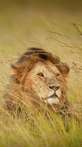 "Roi de la jungle" ? En fait, non !