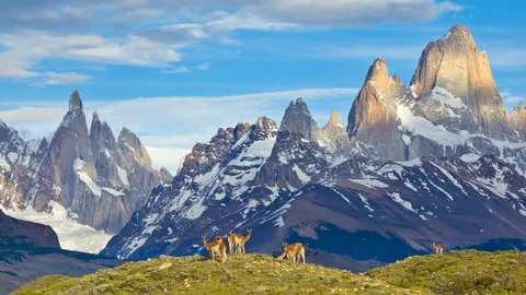 Guanakos auf argentinischem Hintergrund