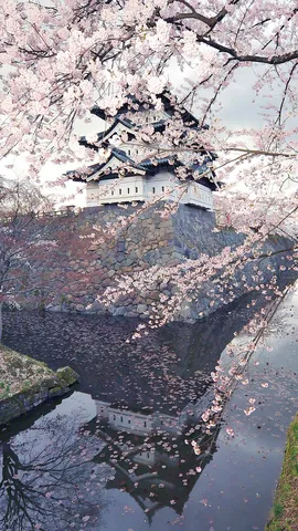 芬芳四月