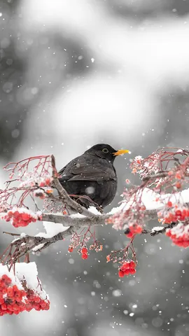 La soglia del freddo