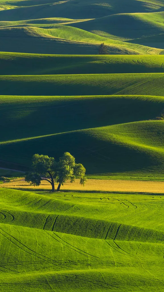 Rolling hills of the Palouse, Washington, United States