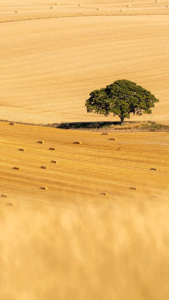Au c&oelig;ur des champs dor&eacute;s