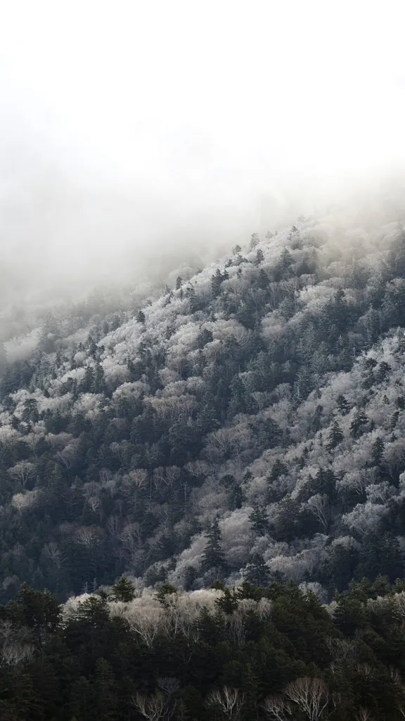 今日は小雪