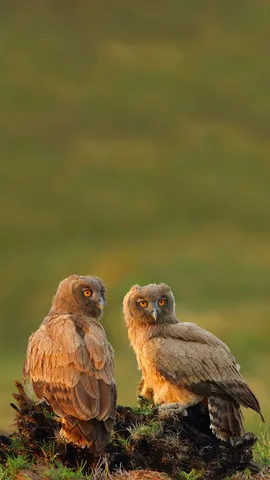 Birds of a feather hoot together