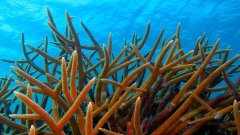 Staghorn coral off the island of Bonaire, Caribbean Netherlands