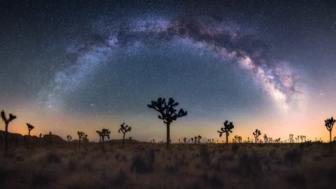 Joshua trees under the Milky Way, California, United States