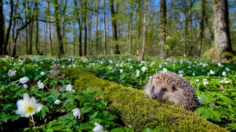 Spring's prickly patrol