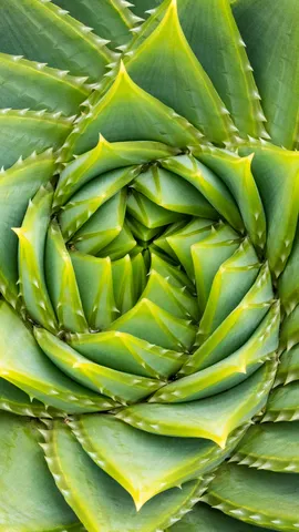 Nature's secret code