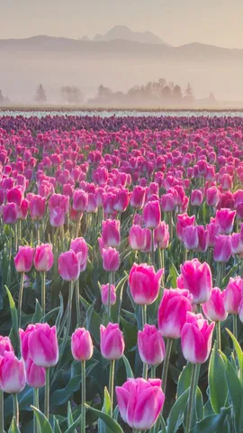 Ein Meer aus Tulpen