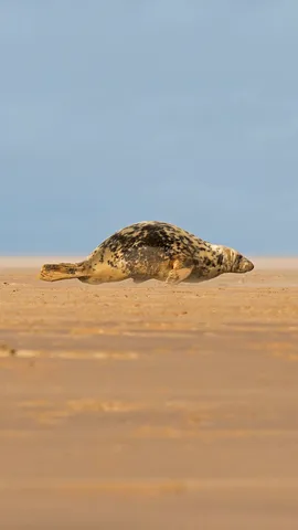 正爬上唐娜&middot;诺克沙滩的灰海豹，英格兰北林肯郡