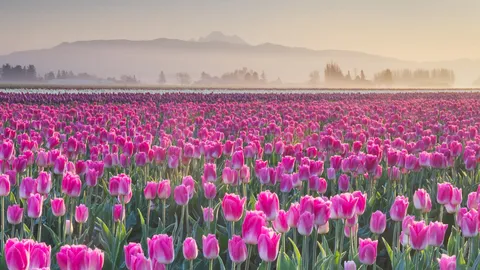 Ein Meer aus Tulpen