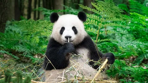 Into the Pandaverse
