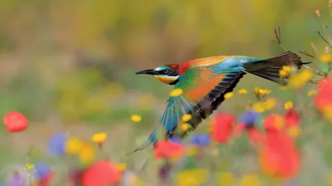 Un destello en pleno vuelo