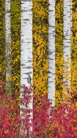 Fall's flaming colours