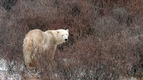 Polar bear in Churchill, Manitoba, Canada