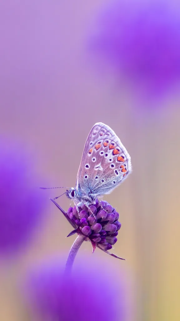 Sky tinted wings