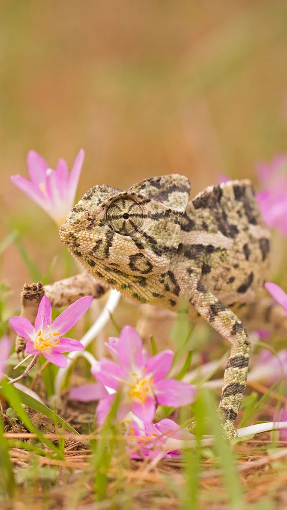 Blending in and standing out