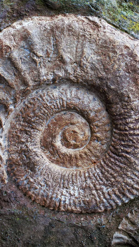 Ammonite fossils from the Jurassic Period