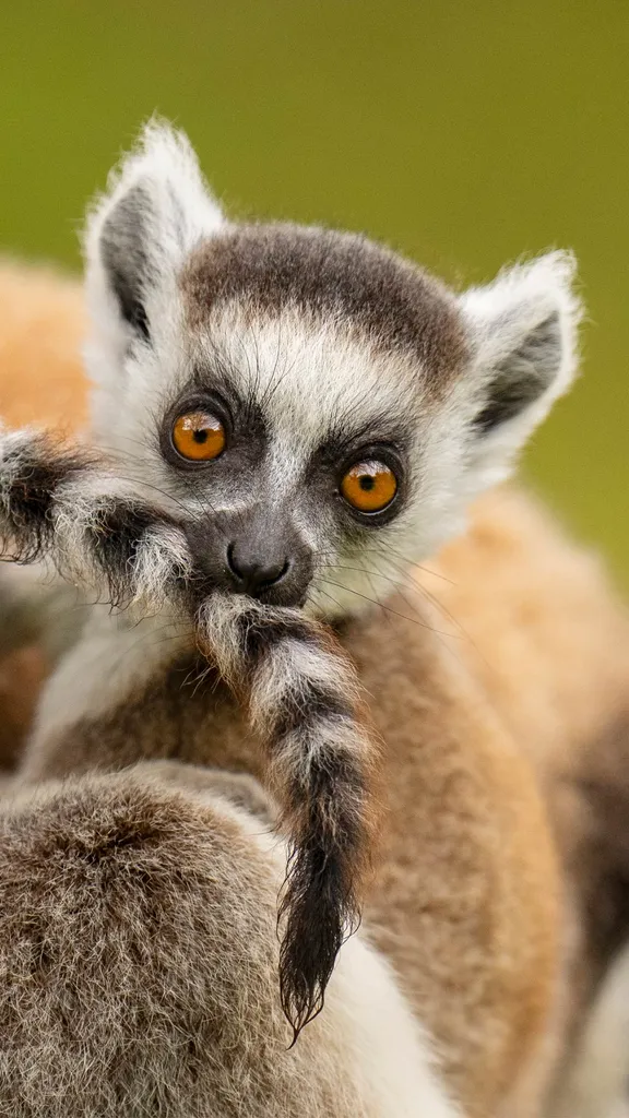 しましまの長い尾を誇るサル
