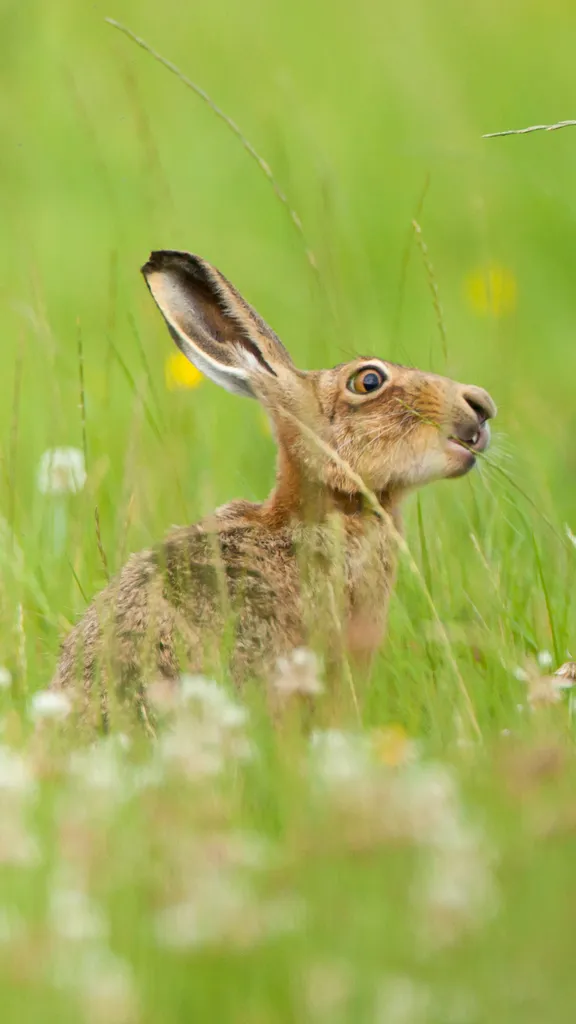 Have you been 'hare' before?