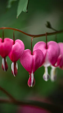 Bleeding hearts