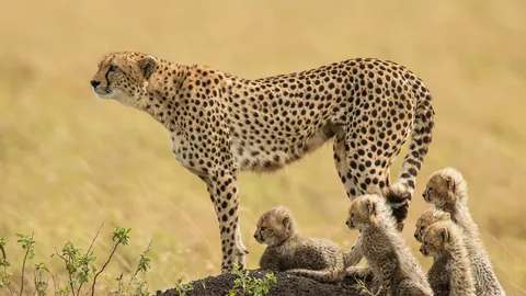 Schnelle, souver&auml;ne, s&uuml;&szlig;e Katzen der Wildnis