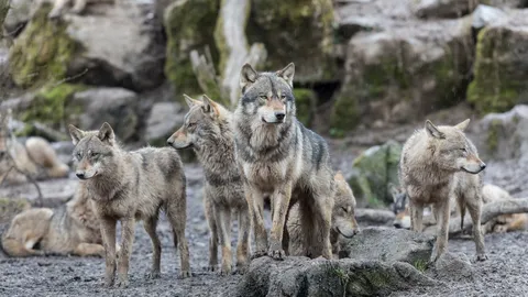 Une cohabitation &agrave; r&eacute;inventer