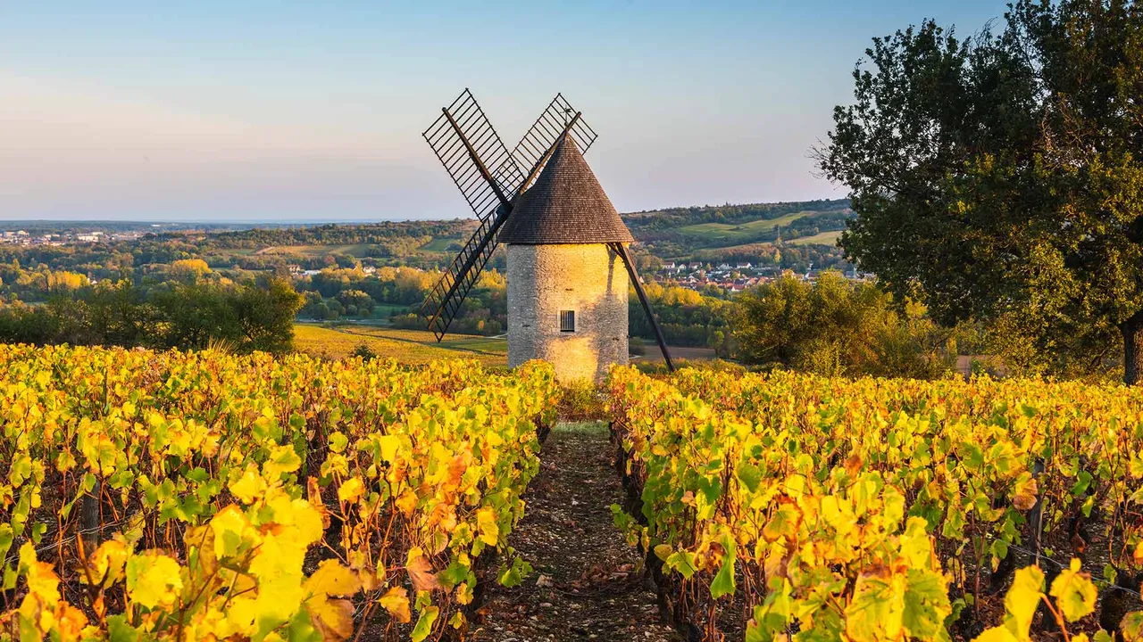 Sorine windmill and vineyards, Santenay wine region, C&ocirc;te de Beaune, Burgundy, France