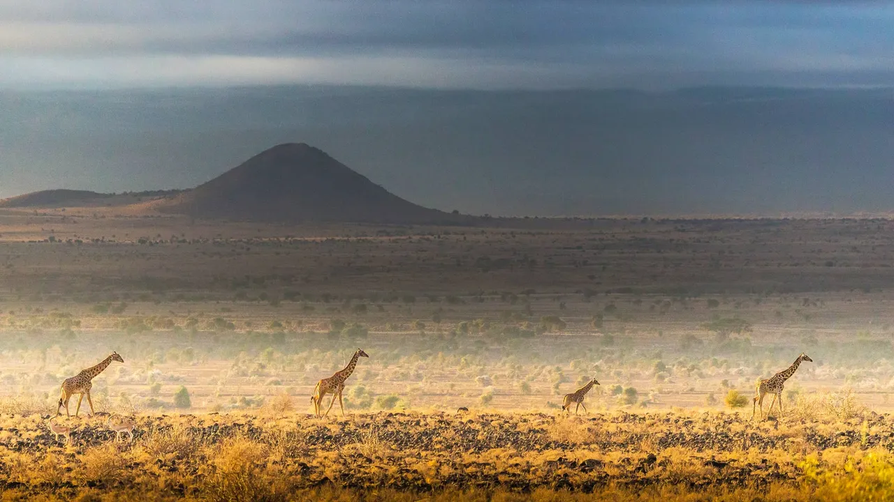 Life in the wild