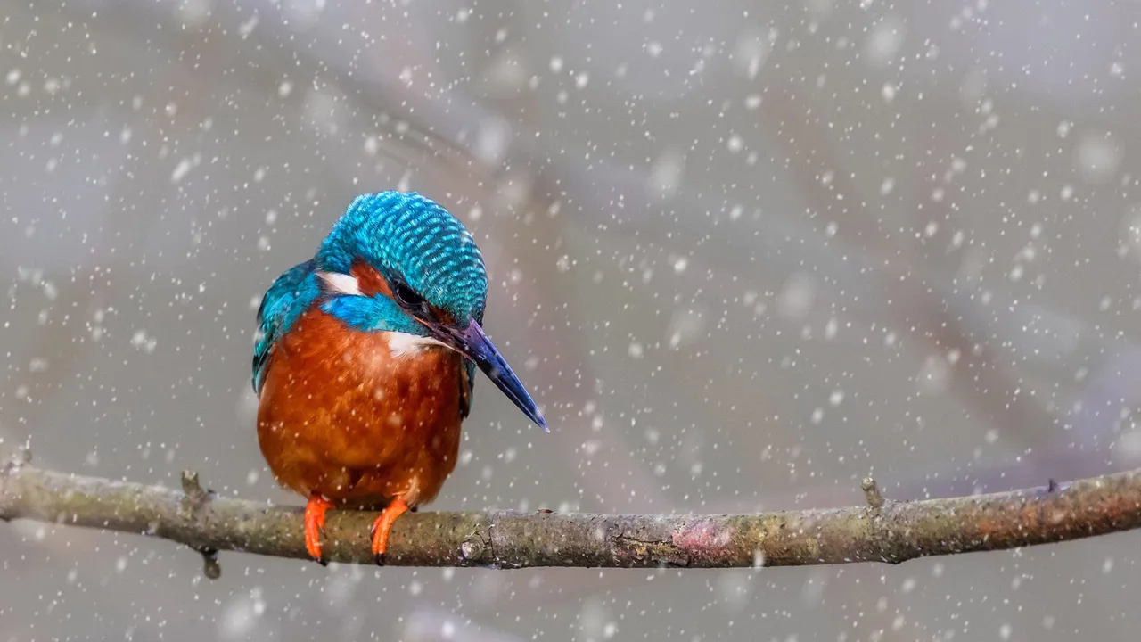 Winter's brightest catch