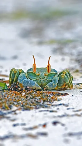 安斯海滩上的角眼沙蟹，塞舌尔普拉兰岛