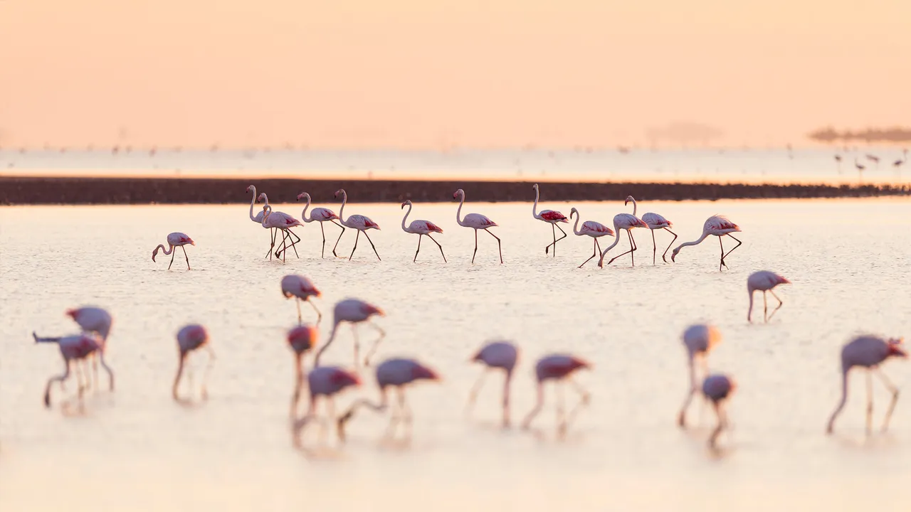 Les divas de la Camargue