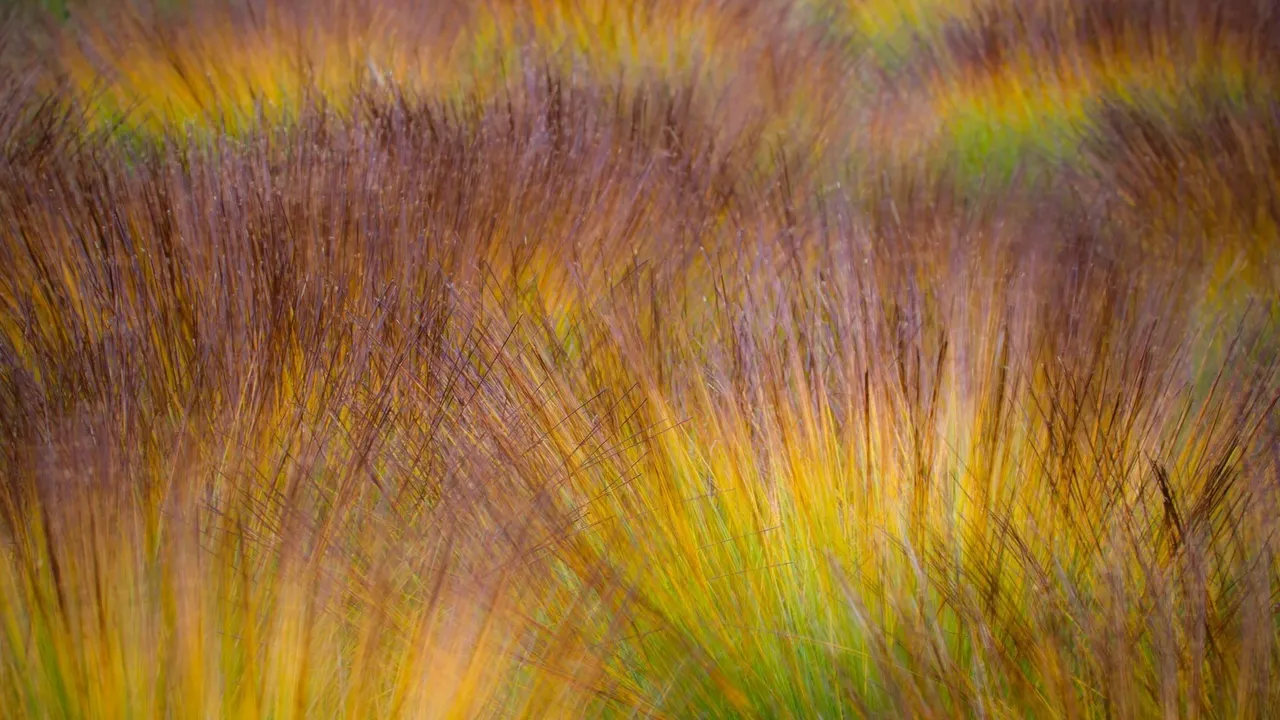 L'automne en tourbi&egrave;re