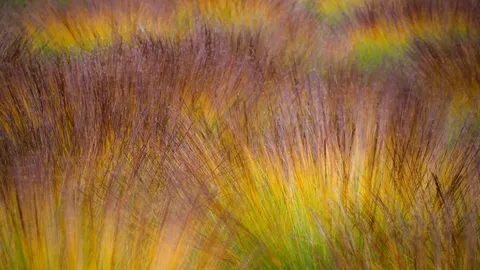 L'automne en tourbi&egrave;re