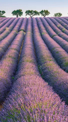 紫色花海